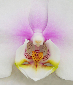 White Orchid by Ron Thomas