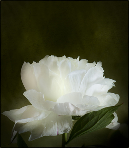 Salon 2nd: White Peony by Danielle D'Ermo
