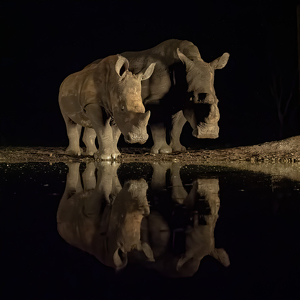 Class A 2nd: White Rhinos at watering hole by Nancy Schumann