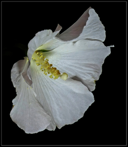 White Rose of Sharon - Photo by Bruce Metzger
