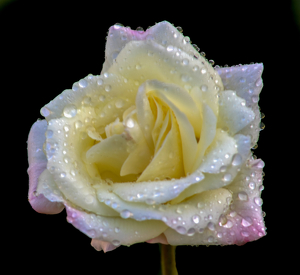 White Rose - Photo by Bill Latournes