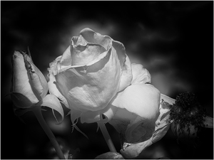 White Rose - Photo by Frank Zaremba, MNEC