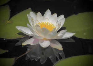 Class B 2nd: White Water Lily by Quyen Phan