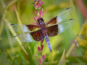 Widow Skimmer Dragonfly - Photo by Merle Yoder
