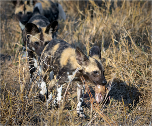 Wild Dog Pups - Playing with Their Food - Photo by Susan Case