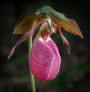 Wild Orchid in the Early Morning - Photo by Bob Ferrante