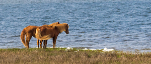 Wild ponies on Assateague Bay - Photo by Nancy Schumann