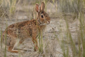 Wild Rabbit - Photo by Grace Yoder