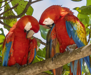 Wild Scarlet Macaws...Don't Worry, I Gotcha - Photo by Eric Wolfe