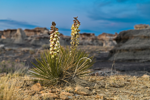 Wild Yucca Flowers - Photo by Peter Rossato