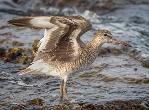 Willet in the surf - Photo by Merle Yoder