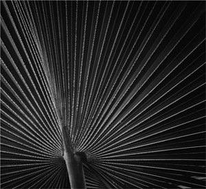 Windmill Palm Tree - Photo by Alene Galin