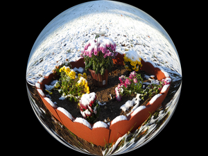 Winter Flower World - Photo by James Haney