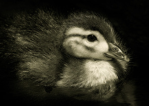 Class B 2nd: Wood Duck Chick by Grace Yoder