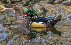 Salon 1st: Wood Duck In All Of Its Colorful Glory by Libby Lord
