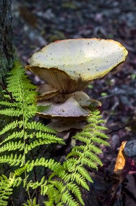 Woodland mushroom - Photo by Peter Rossato