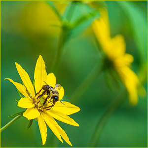 Woodland Sunflower with Visitor - Photo by John Straub