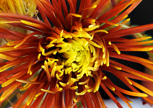 Class B 1st: Yellow and orange flower by Robert McCue