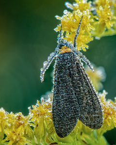 Salon 1st: Yellow Collared Scape Moth with Dew by John McGarry