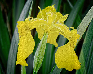 Yellow Flag Iris - Photo by John McGarry