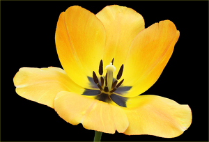 Yellow Flower - Photo by Ron Thomas