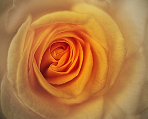 Yellow Rose - Photo by Dolph Fusco