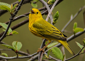 Yellow Warbler - Photo by Jim Patrina