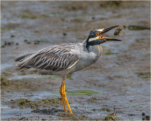 Salon 2nd: Yellow-Crowned Night Heron with a Snack by John Straub