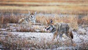 Class B 2nd: Yellowstone Coyotes by linda fickinger