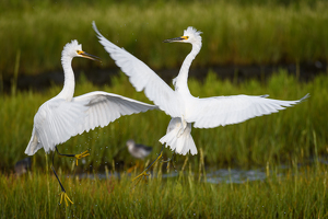 Young Egrets at Play - Photo by Jeff Levesque