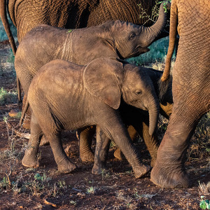 Class A 1st: Young elephants out for a walk with mom by Nancy Schumann