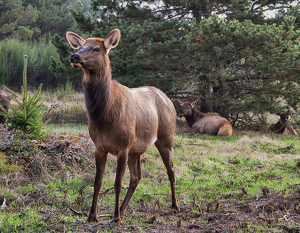 Young Elk on Alert - Photo by Ben Skaught