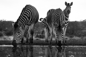 Class A HM: Zebra trio at watering hole by Nancy Schumann