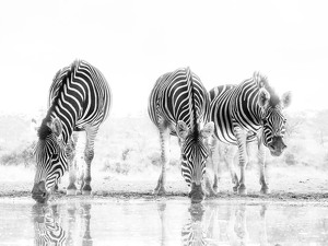Zimanga Zebras - Photo by Nancy Schumann