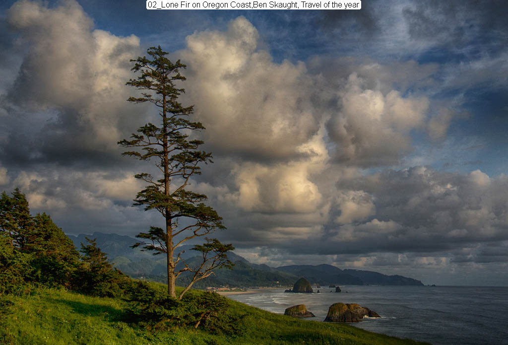 Lone Fir on Oregon Coast, Ben Skaught, Travel of the Year 2015