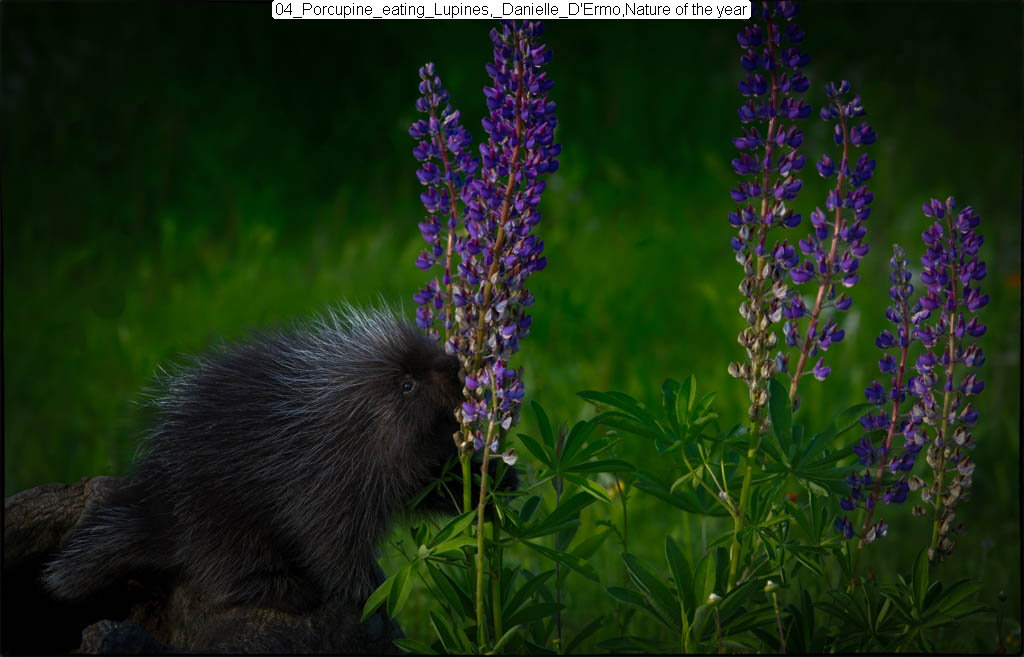 Porcupine eating lupines, Danielle D’Ermo, Nature of the Year 2015