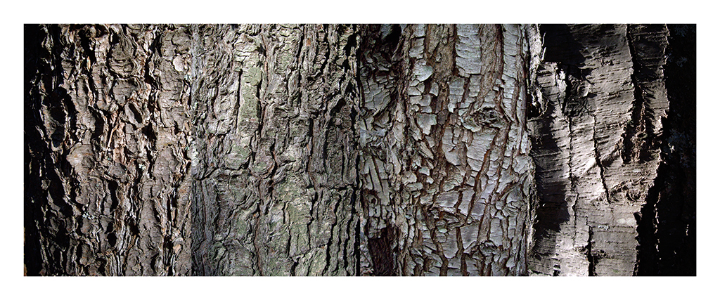 4 Tree barks, Ken Picard, Creative, Dec 2015 – 19
