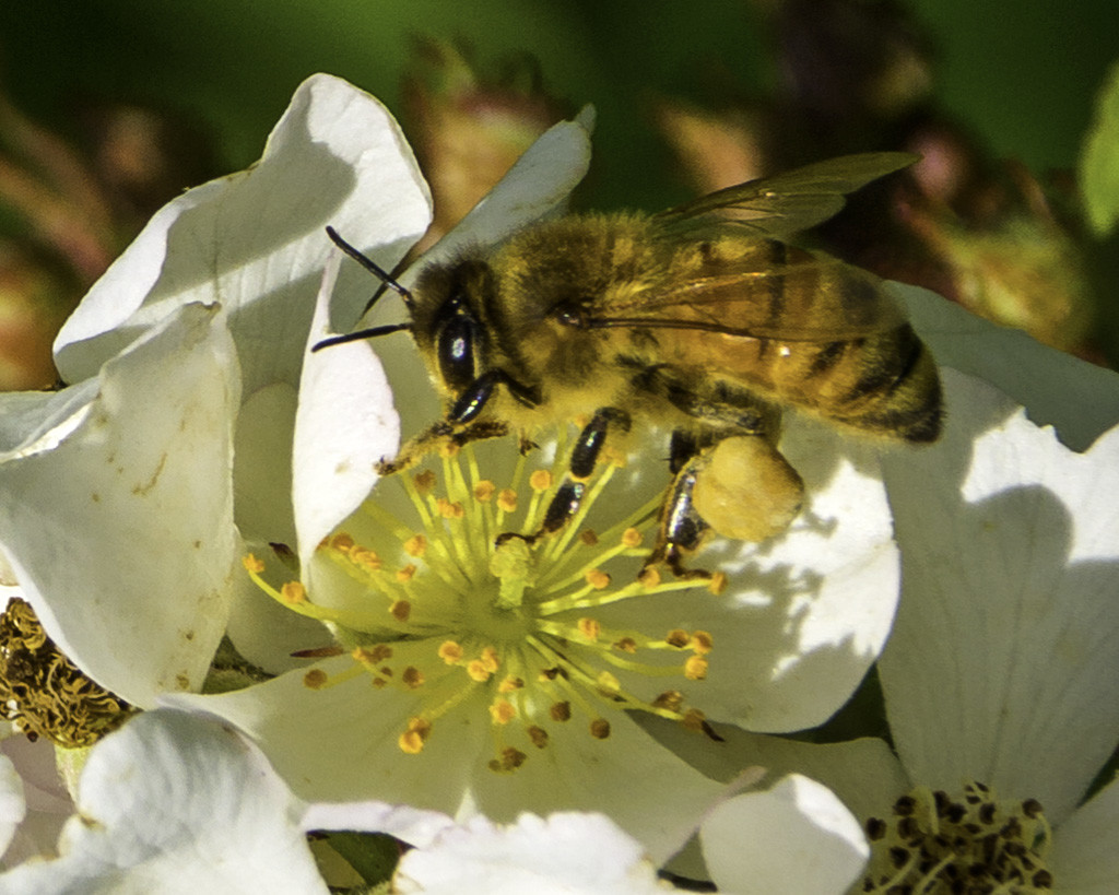 Bee with full pollen sac, Lorraine Cosgrove, Nature, Oct  15, PSAN