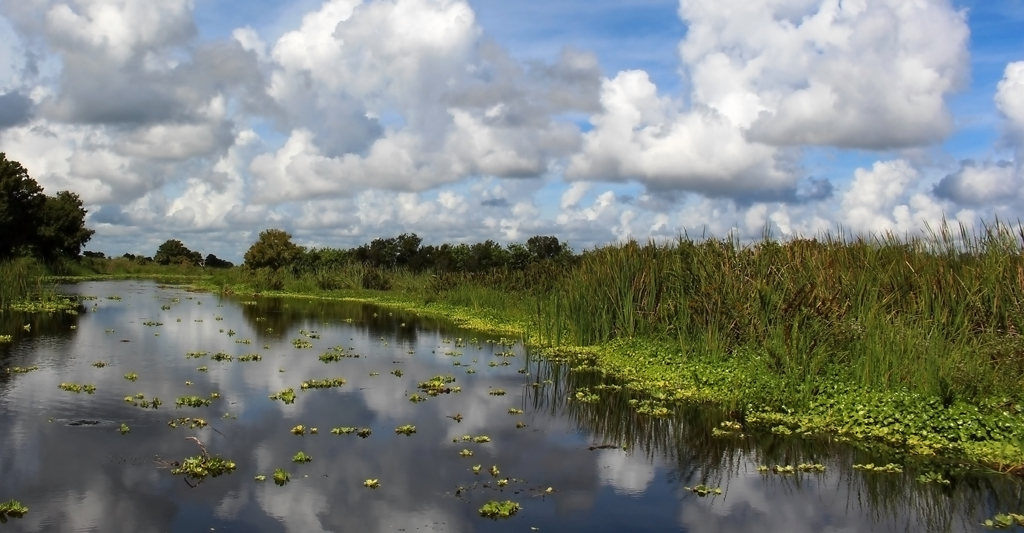Blue Cypress Conservation Area Florida, Bill  Latournes, Open, Jan2016 PSAN – 21