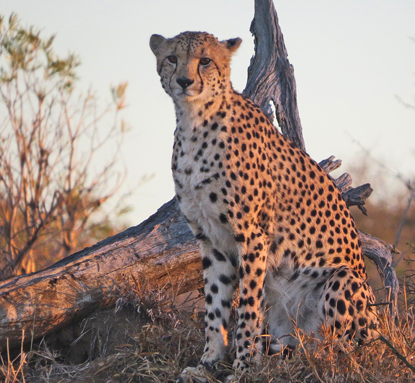 Cheetah In The Dawn's Early Light, Lou Norton, Nature, October '15, PSAN & PSAT