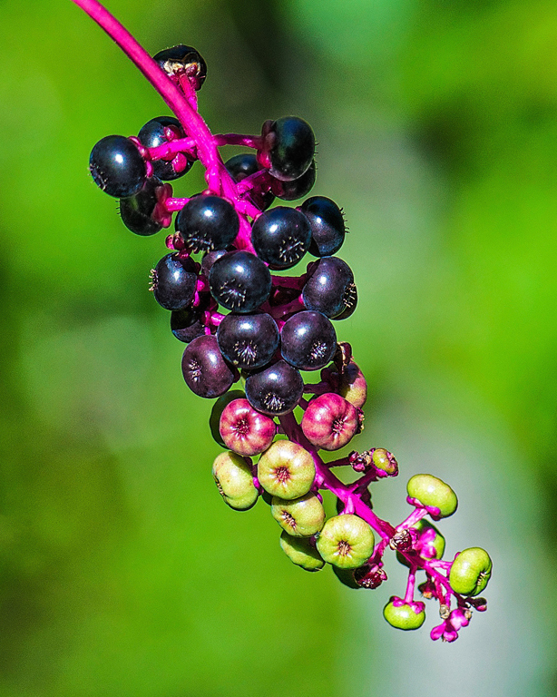 Common Pokeweed, Dolph Fusco, Nature, Oct 2015 PSAN