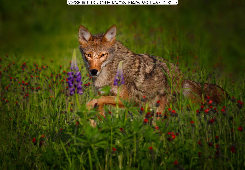 Coyote in Field, Danielle D’Ermo, Nature Oct PSAN