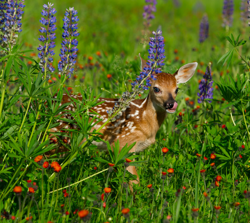 Fawn Hiding in the Wild Flowers, Danielle D'ERmo, Open, PSAN, Sept 2015-4285