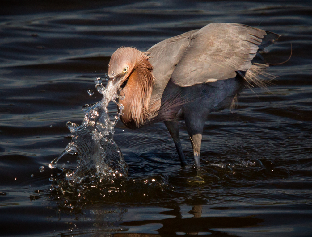 Fishing Reddish Egret, Danielle D'Ermo, Nature, October, PSAN