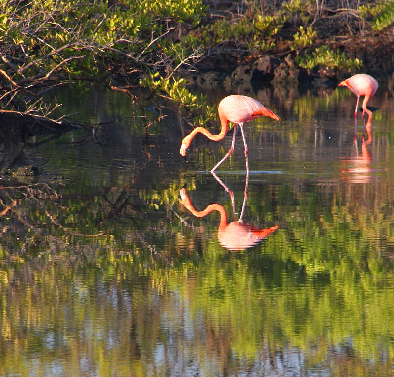 Flamingos, Lou Norton, Reflections,  Nov 21015, PSAT & PSAN