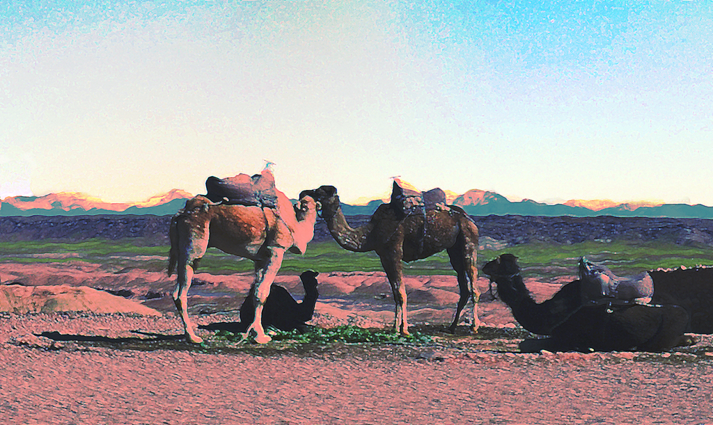 Four Camels, Lou Norton, Creative, Dec 2015, PSAT – 21