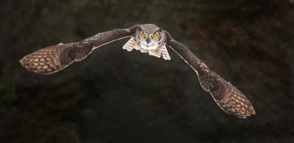 Great Horned Owl in Flight,Danielle D’Ermo, Open, January 2016 – 24