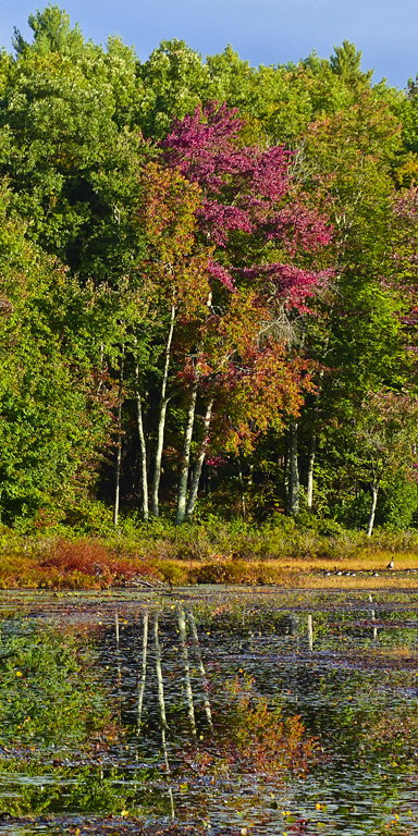 Great Pond Birches, Bruce Metzler, Nature, PSAN, Oct 2015