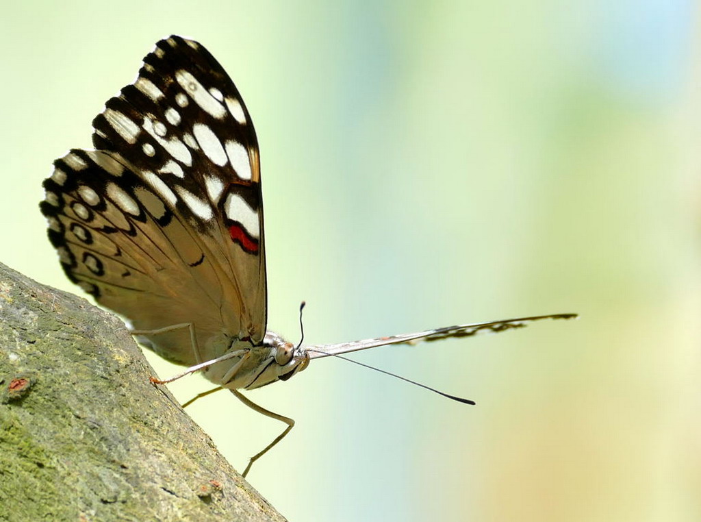Lepidoptera, Ed Raymond, Open, Jan 16 – 22
