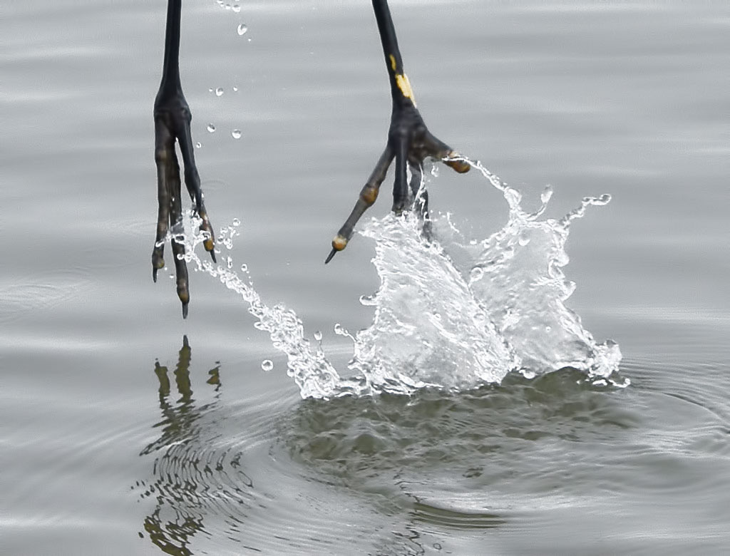 Liftoff, John Straub, Water, Sept2015